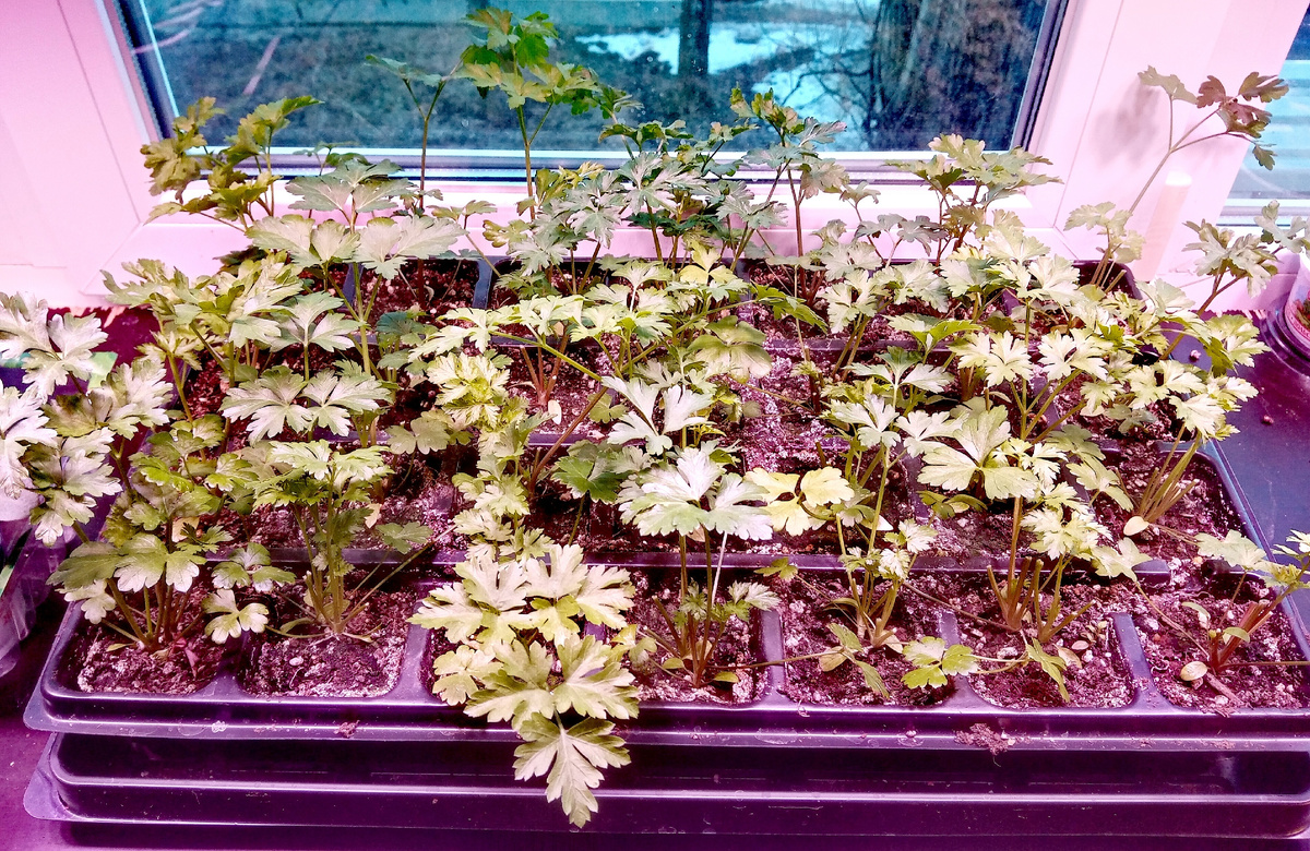 Фото автора. Петрушка на подоконнике. Посеяна в конце января.