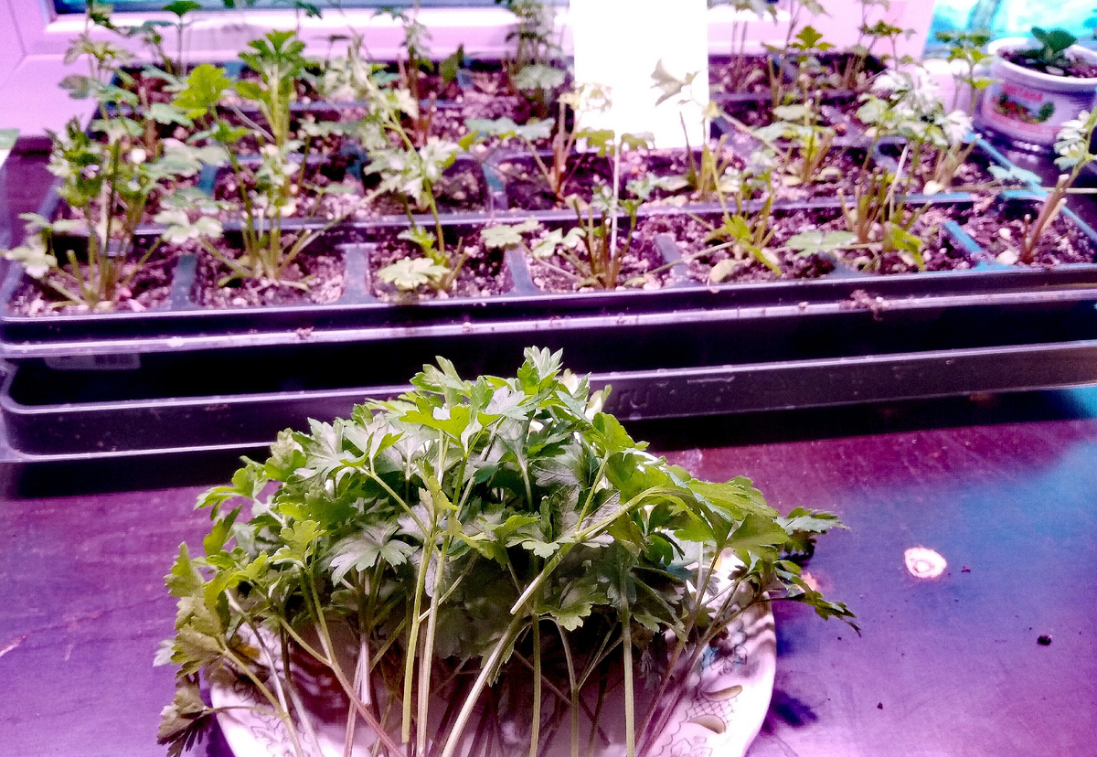 Фото автора. Урожай за неделю.