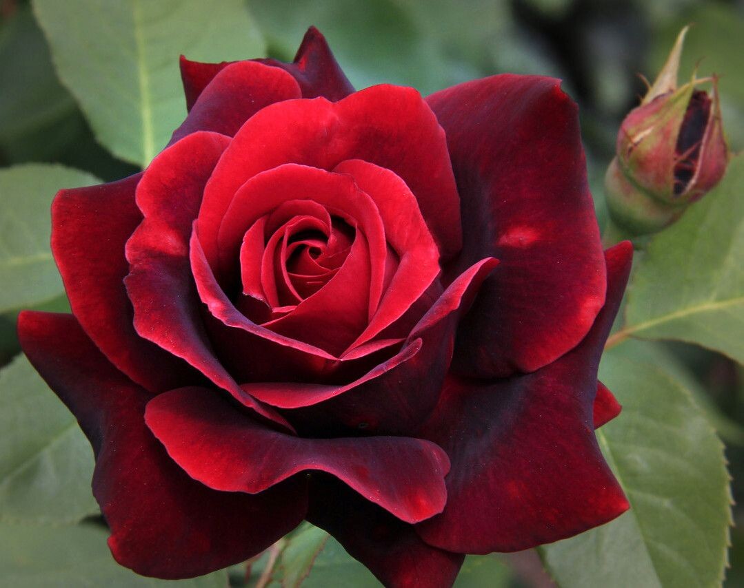 Такую красоту все хотят видеть на своём участке