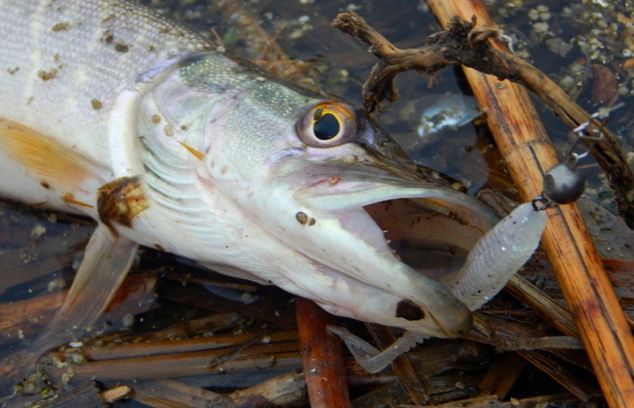 Апрель у воды: разнообразие видов, азарт ловли и пробуждение природы
