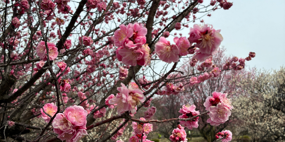 Начало сезона цветения сакуры 2026 в Нагахаме