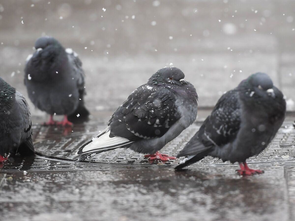    Голуби во время снегопада в Москве | © РИА Новости / Евгений Одиноков