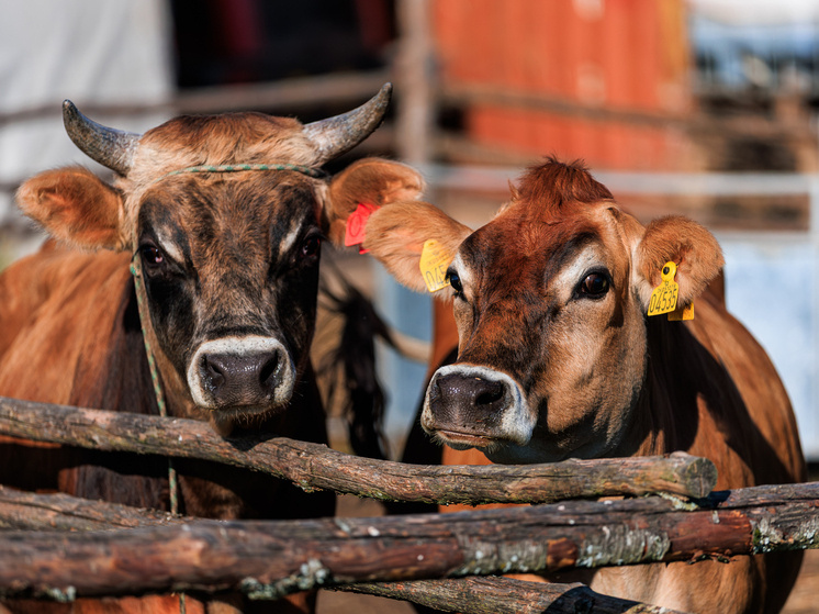     Фото: медиасток.рф