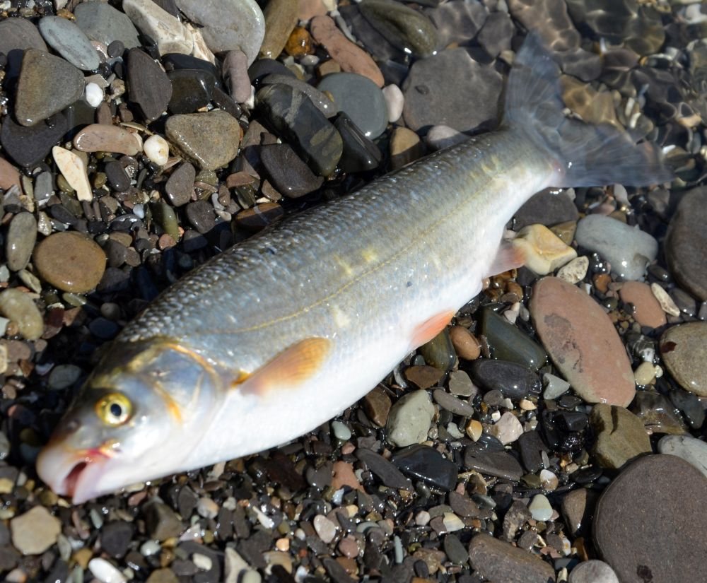 Колхидский подуст.