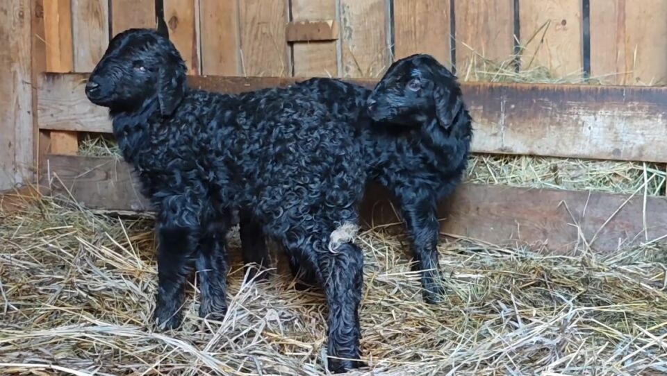    Пополнение в семействе овец. Источник: max.ru/zoo22ru