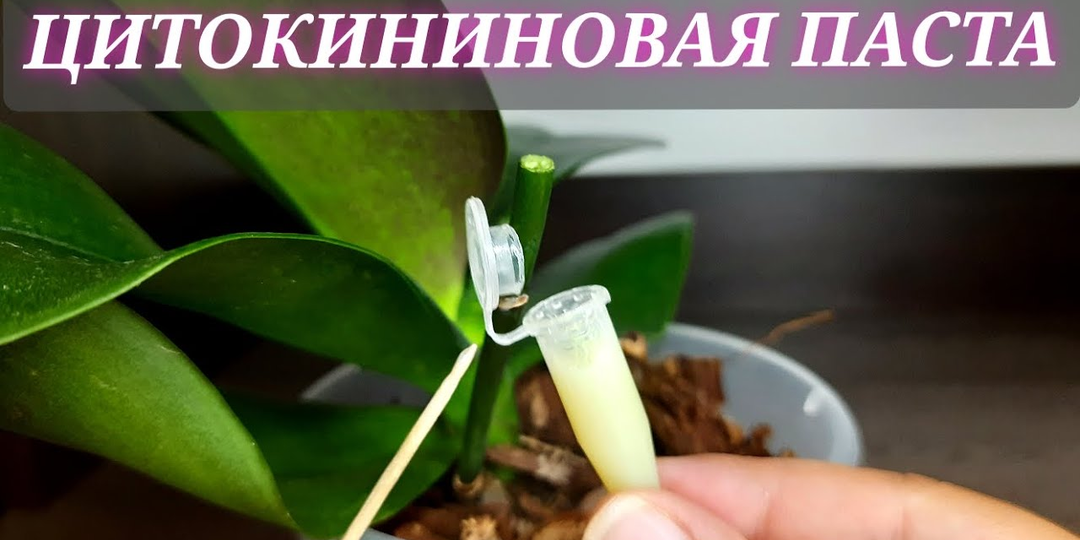 Гормональная паста для комнатных растений угнетает их изнутри.