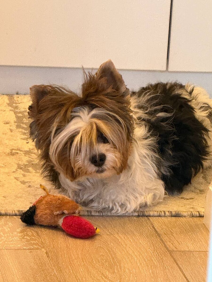 Ричард, думает, что он самый главный среди питомцев этого дома) 