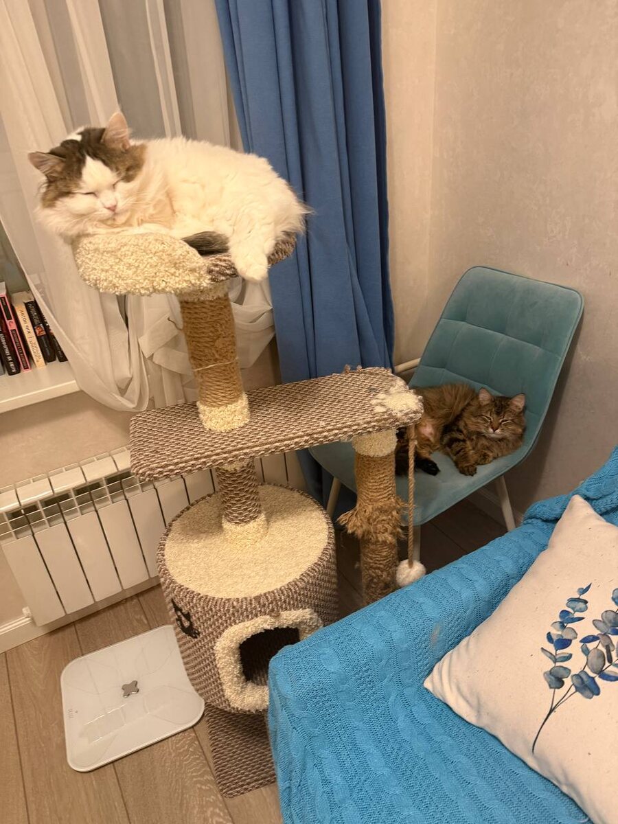 Так здорово расположиться в уютном кресле, а сверху Мурзилка, который принял Василия сразу