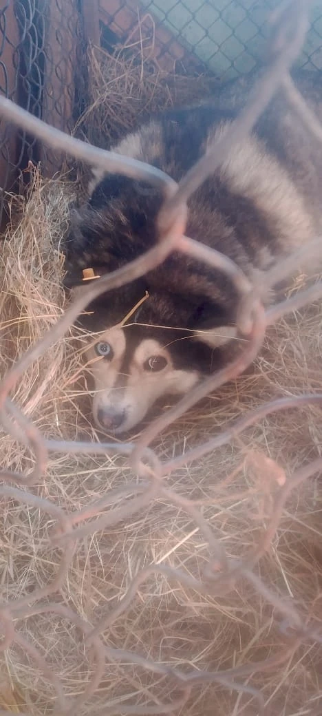 Вот такая красавица живет в приюте 🥰