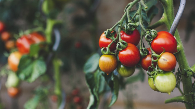 Markus Spiske/Unsplash