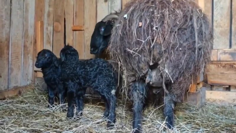     В барнаульском зоопарке на свет появились два очаровательных ягненка. Барнаульский зоопарк «Лесная сказка»