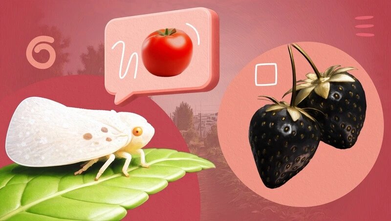      Фото: Александр Попов / / ИА «Победа26»