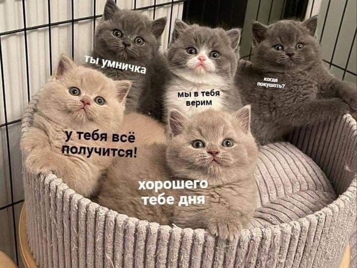 Котомемы