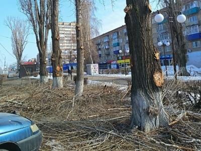 "Пальмы, палки, метелки". Жители Балаково возмущены опиловкой пирамидальных тополей
