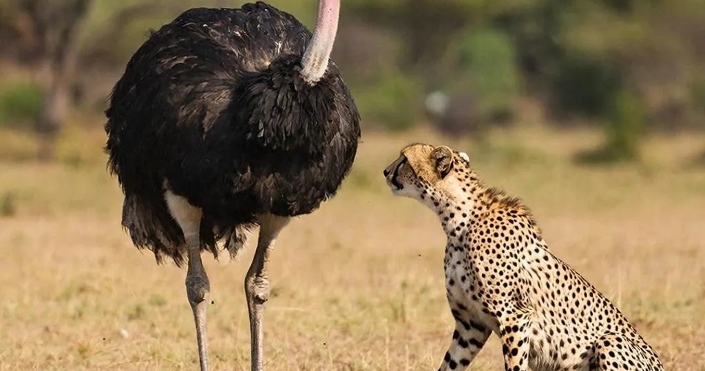Может ли страус обогнать гепарда