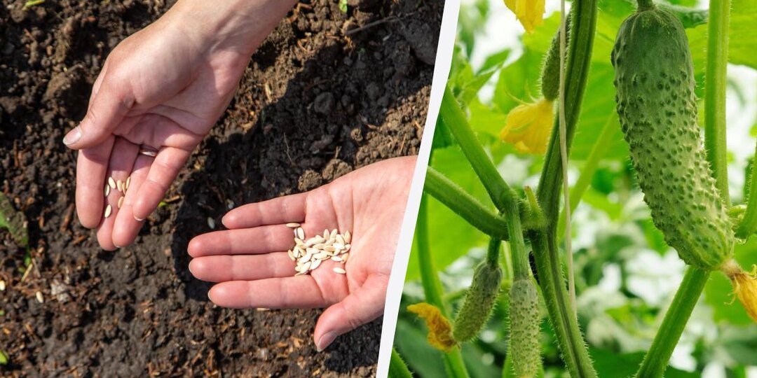 Огурцы быстро взойдут и не будут болеть: в чем замочить семена перед посадкой