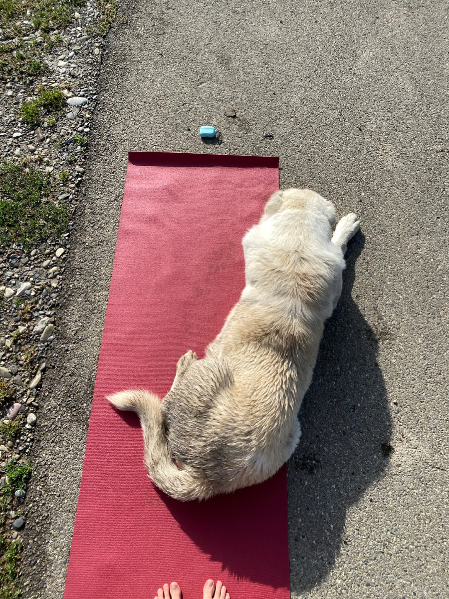 Огромный волкодав на моем коврике для йоги