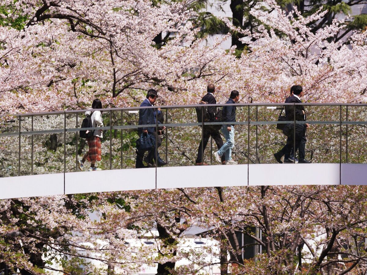    Цветение сакуры в Токио | © AP Photo / Eugene Hoshiko