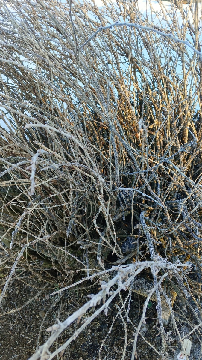 фото автора: смородина с утра под инеем