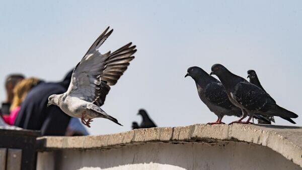    © РИА Новости Крым . Дмитрий Макеев