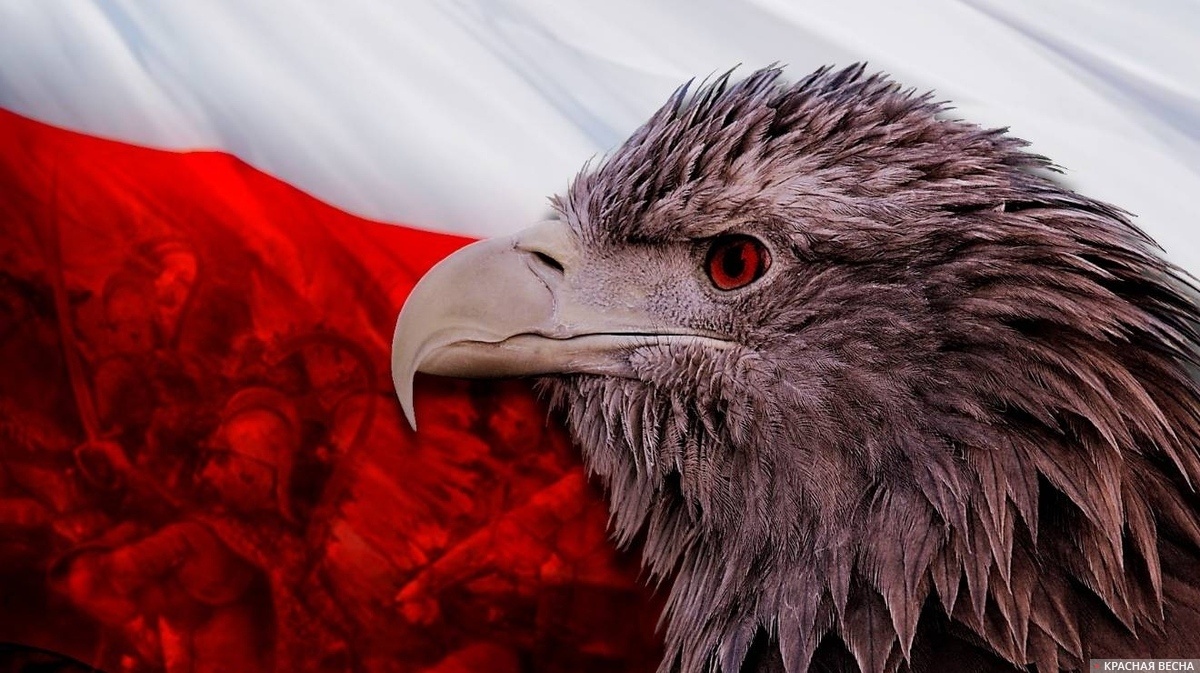     Польская агрессия   
Евгений Шляхов © ИА Красная Весна