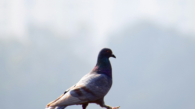 sanjiv nayak/Unsplash