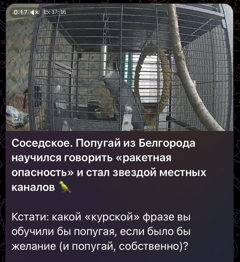 Здесь и далее- скрины ТГ