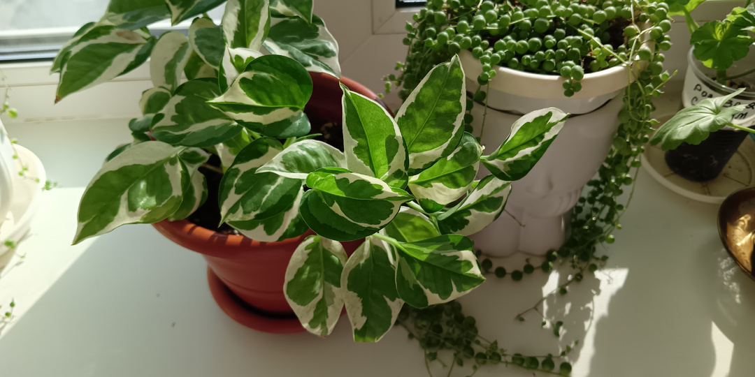 Эпипремнум принц 🤴 Н Джой уход размножение