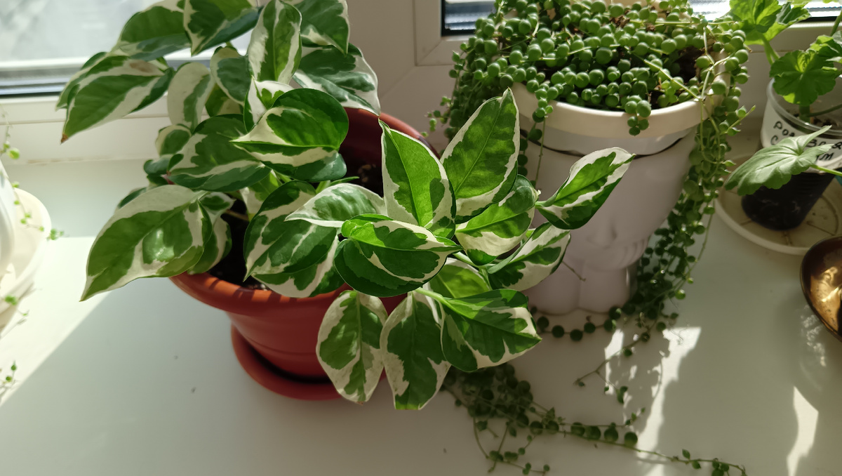 Эпипремнум 