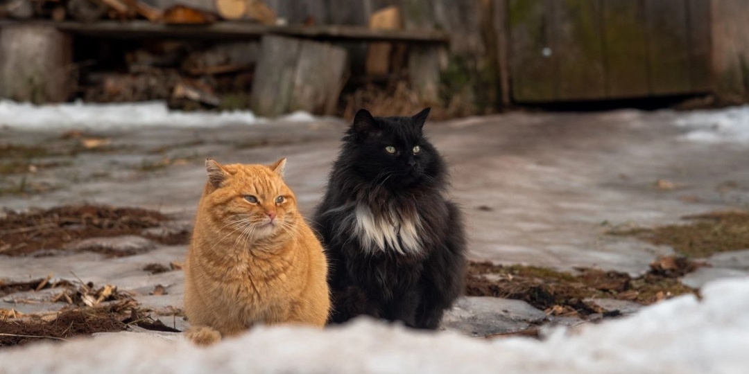 Мартовские коты