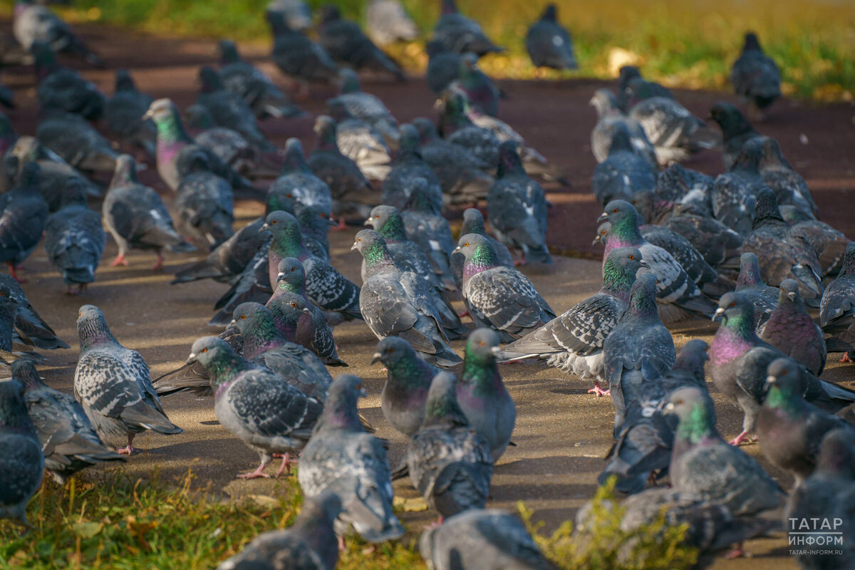 Фото: © Владимир Васильев / «Татар-информ»