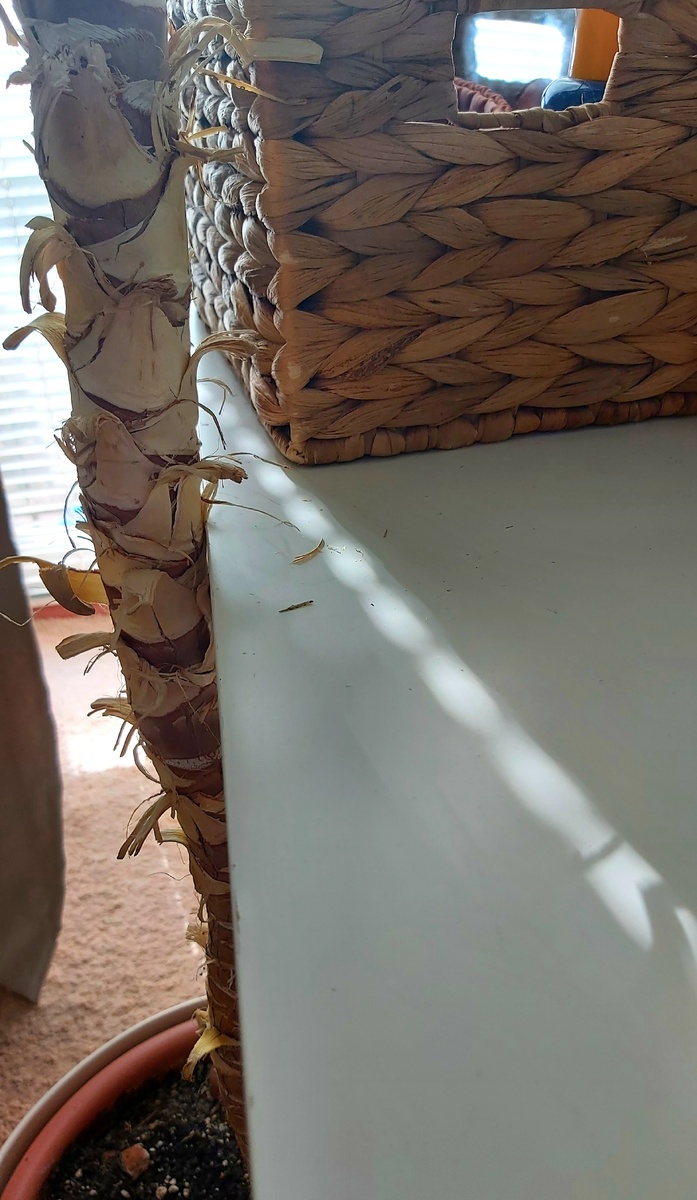 Солнечный луч