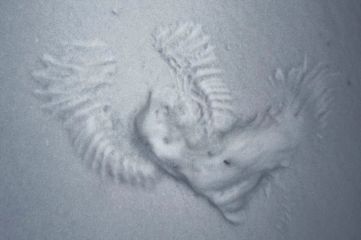    Волгоградка поделилась снимком «снежных ангелов» и фото их автора