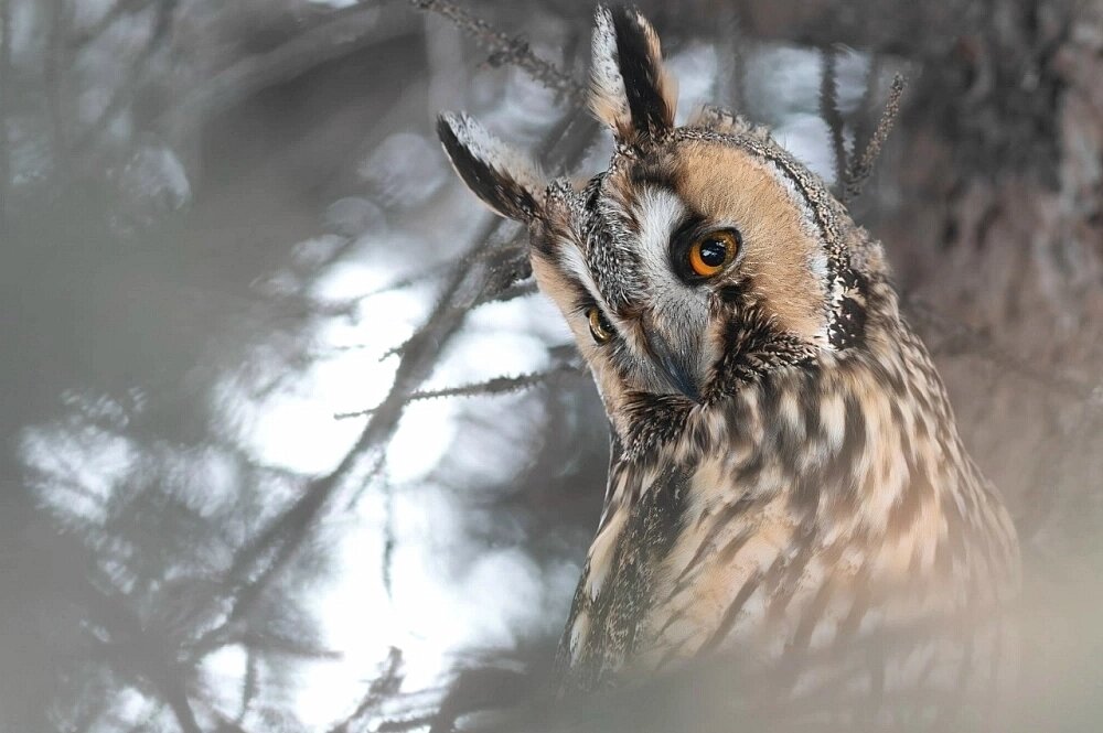    Ушастая сова. Фото: соцсети./ Алина Урусова