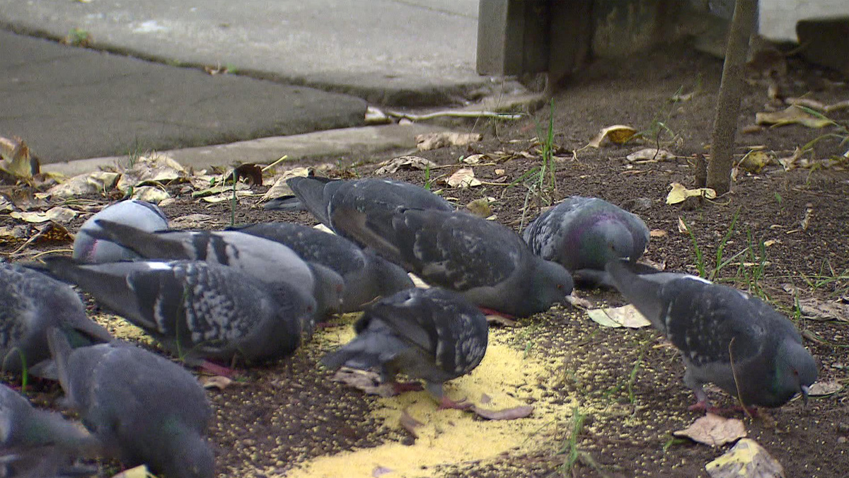    Вести-Москва. Голуби - Тарасова