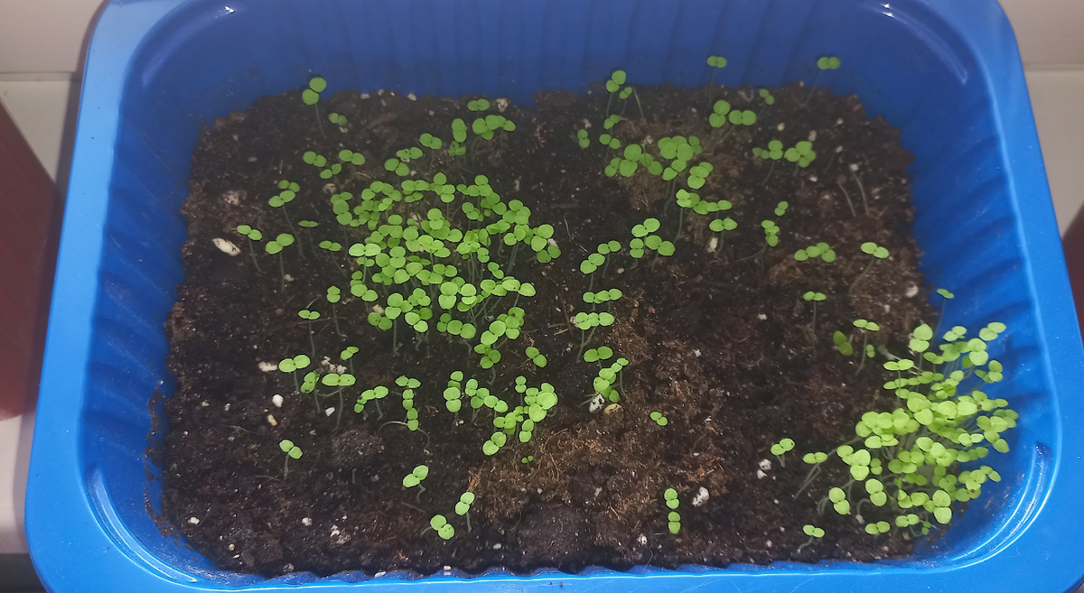 Львиный зев