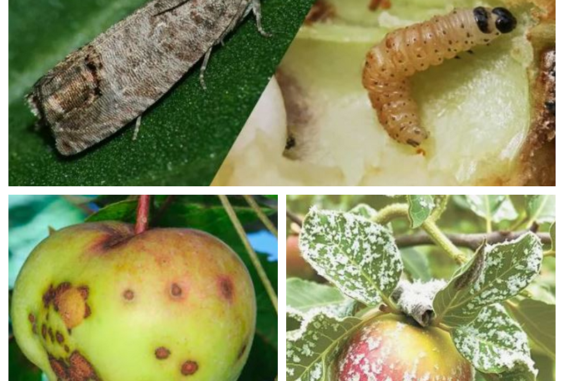 Календарь опрыскиваний: когда и чем обрабатывать сад, чтобы не остаться без яблок