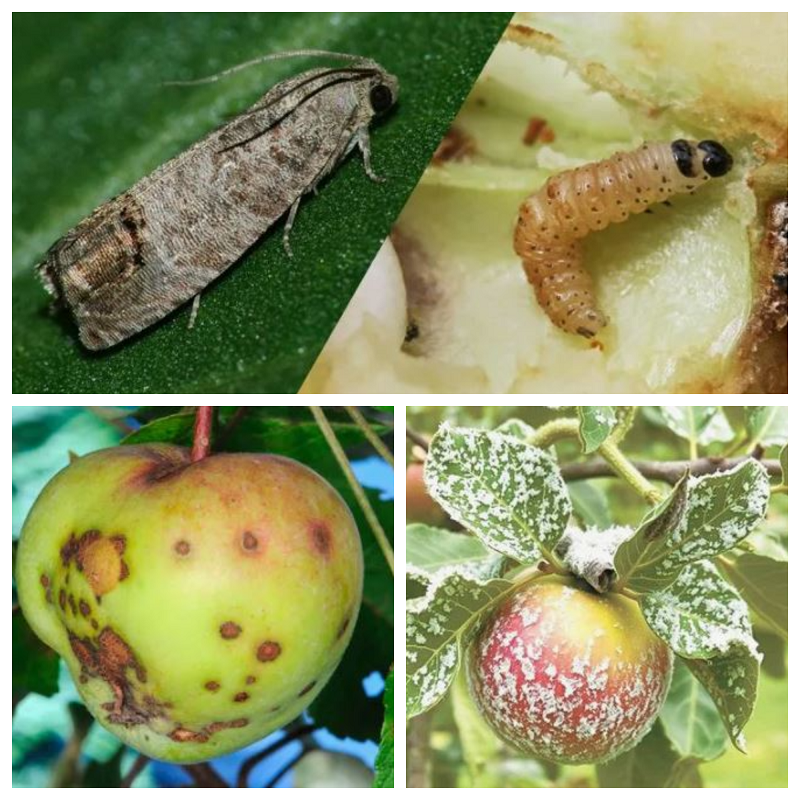 Опытный приятель мне рассказал и про паршу, и про мучнистую росу, и про плодожорку. 