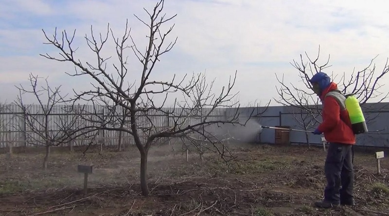 Первая ранневесенняя обработка проводится до распускания почек. 