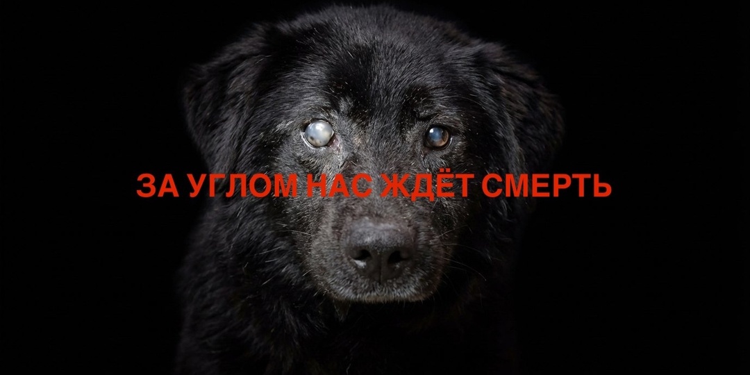 Далеко от приюта сами они не уползут, за углом их просто ЖДЕТ СМ.ЕРТЬ!