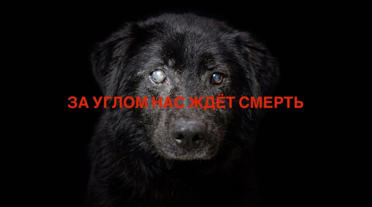 Далеко от приюта сами они не уползут, за углом их просто ЖДЕТ СМ.ЕРТЬ!