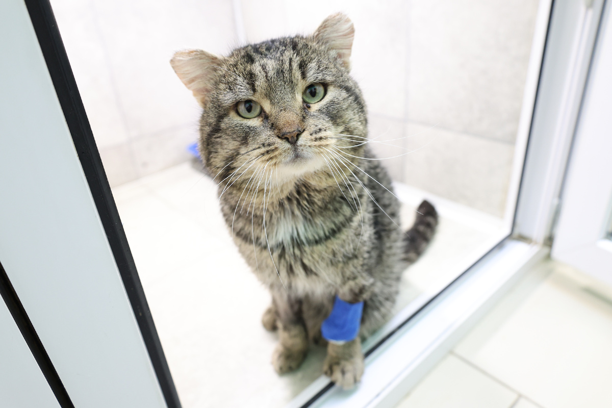 Представьте только, сколько нужно убираться, а ещё стирать и таскать на себе туда сюда 30 кг собак!