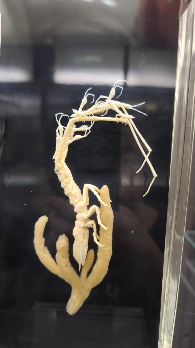 Название его осталось за кадром, к сожалению 