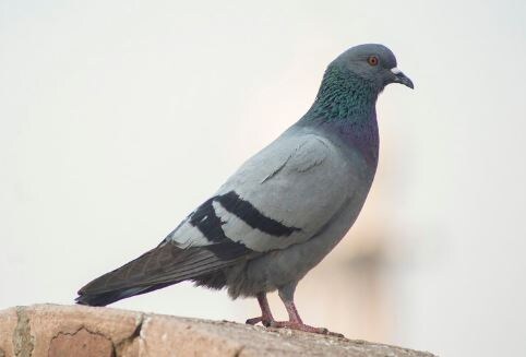    голубь, птица