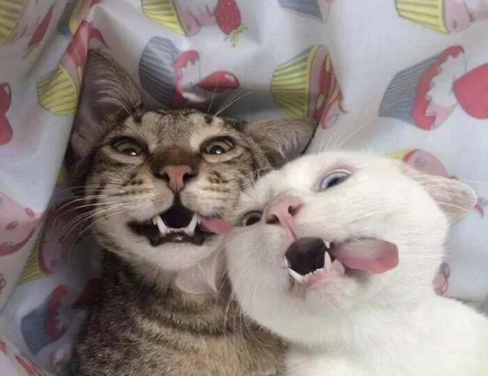 Осторожно, эти 12 фотографий могут превратить вас в кошатника