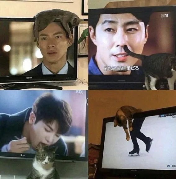 Источник: @why_i_should_have_a_cat