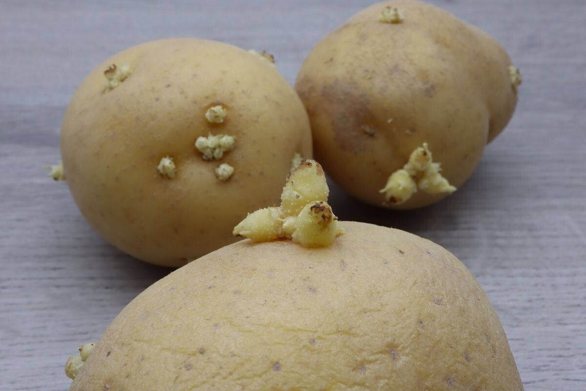 Фото с сайта: https://tr.pinterest.com/pin/il-trucco-del-contadino-per-evitare-che-le-patate-facciano-i-germogli--633600241348245146/