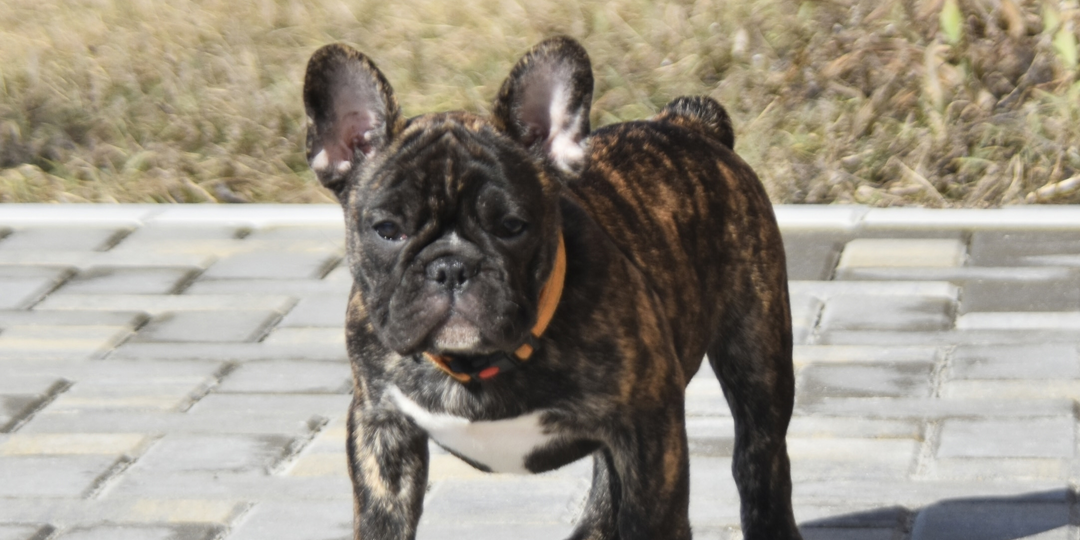 Шикарные щенки французского бульдога