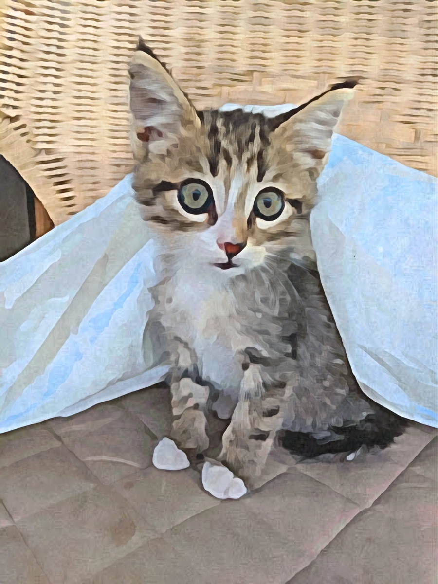 Кот Коржик