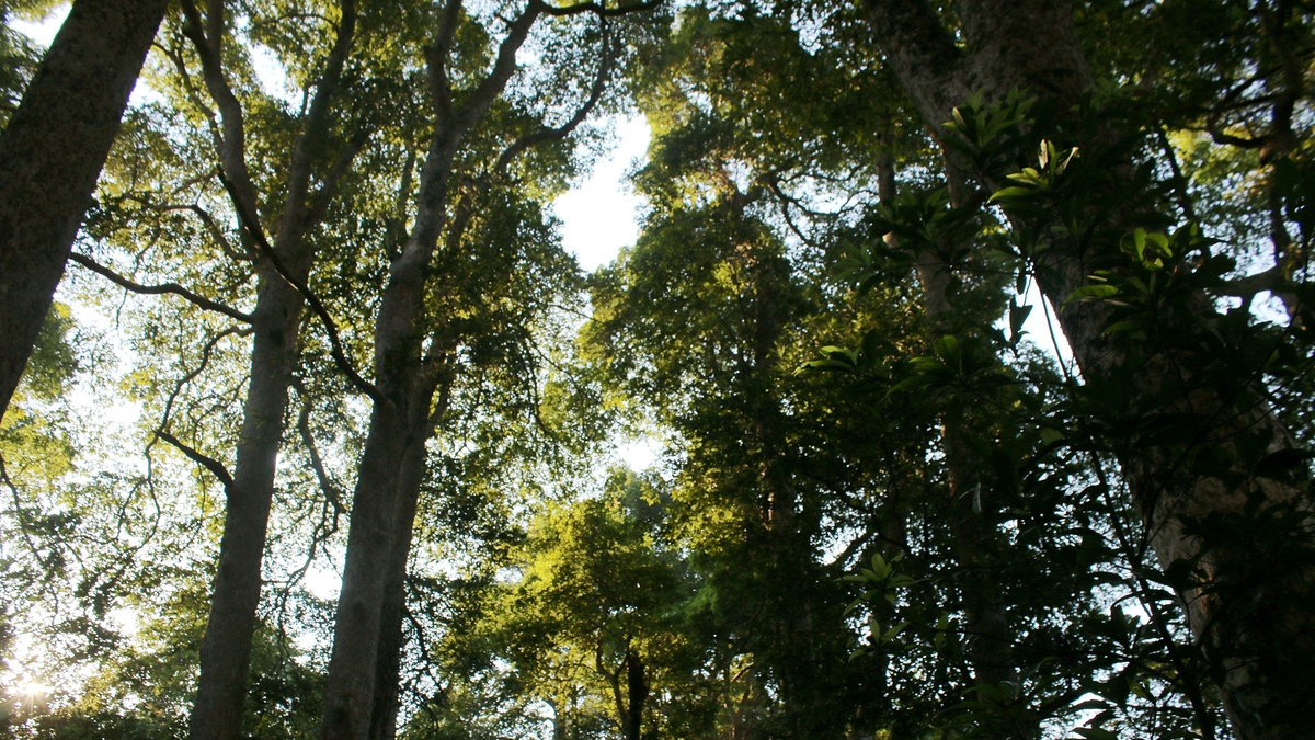    Лес дерево глп